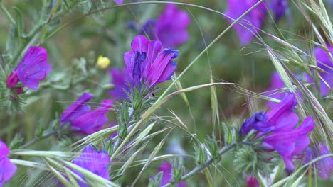 Lila-Echium-Blüht-Inmitten-Grüner-Kräuter-Auf-Den-Feldern