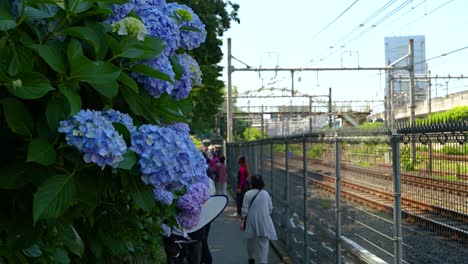 Close-up-on-Hydrangeas-with-background-blurred-train-tracks