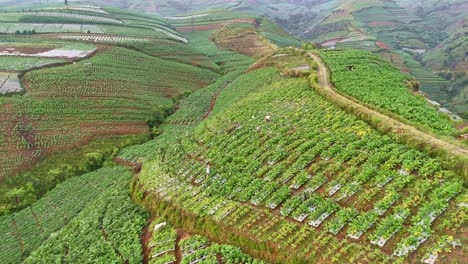 Plantación-Aérea-De-Tabaco-En-La-Ladera-Con-Agricultores-Trabajando-En-Ella.