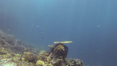 El-Coral-De-Mesa-Crece-En-Las-Aguas-Claras.