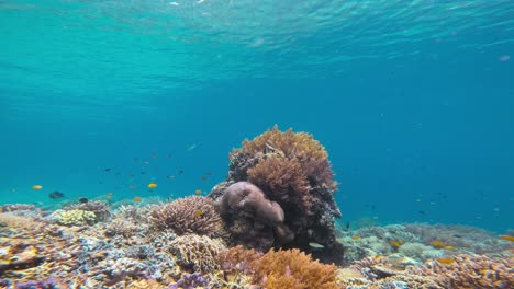 A-prominent,-intricate-coral-reef-structure-sits-on-the-ocean-floor,-surrounded-by-clear-blue-water