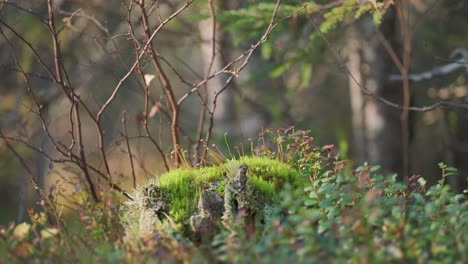 Sunlight-filters-through-the-forest-canopy,-illuminating-a-moss-covered-tree-stump-and-creating-an-enchanting-scene-captured-in-a-parallax-video