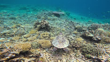 Eine-Echte-Karettschildkröte-Schwimmt-In-Zeitlupe-über-Einem-Korallenriff,-Great-Barrier-Reef,-Australien