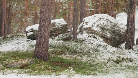 Schnee-Fällt-Auf-Den-Moosbedeckten-Waldboden-Und-Riesige-Felsbrocken-Im-Herbstwald