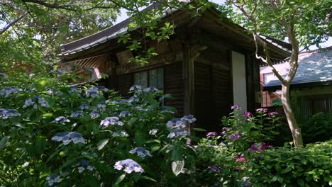 Slow-motion-cinematic-walk-around-wooden-shrine-building-with-hydrangea