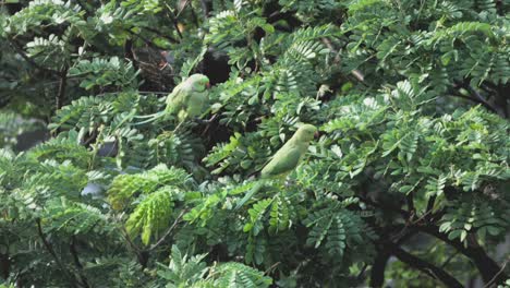 parrots-sitting-on-tree-closeup-view