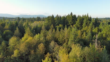 Drone-footage-starting-above-tall-pines-with-a-view-of-the-mountain-range,-then-revealing-a-rural-country-home-nestled-in-the-forest