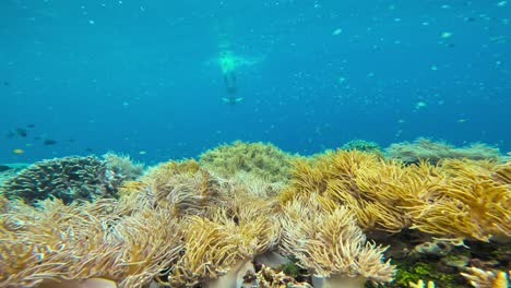 A-professional-freediver-swims-towards-the-camera,-surrounded-by-lush-coral-formations-and-fish