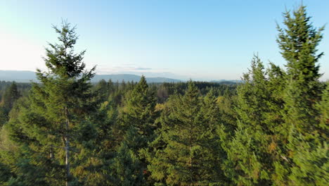 Drone-footage-flying-through-tall-pines-to-reveal-a-majestic-mountain-range-on-a-clear-day