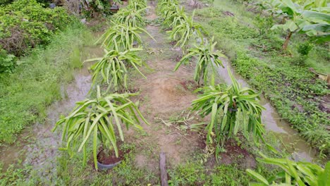 Plantas-De-Fruta-Del-Dragón-Con-Plantas-De-Plátano-Granja-Con-Canales