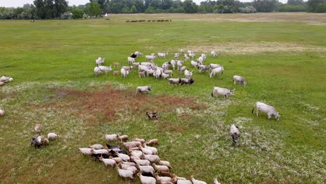 Rebaños-De-Ganado-Gris-Húngaro-Y-Ovejas-Racka-En-Bugac,-Hungría