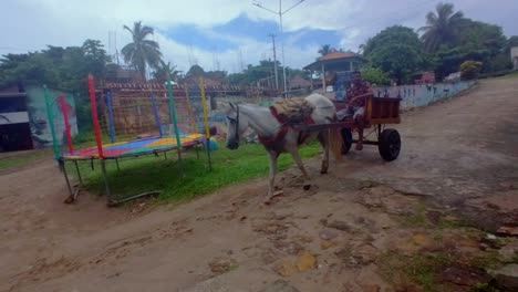 Amazonas,-Brasilien:-Einzigartiges-Pferdekutschen-Erlebnis-Auf-Der-Insel-Algodoal