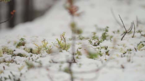 A-close-up-shot-captures-the-lush-green-forest-undergrowth-covered-with-the-first-snow-of-the-season