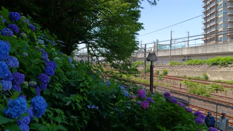 Famosa-Carretera-De-Hortensias-En-Tokio-Junto-A-Las-Vías-Del-Tren