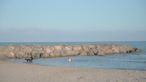 Glücklicher-Hund-Springt-Und-Spielt-An-Einem-Sonnigen-Tag-Mit-Einem-Ball-Im-Meer