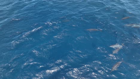 Wild-Pod-Of-Dolphins-Playing,-Socializing,-And-Passing-A-Floating-Leaf-On-The-Surface-Of-The-Ocean