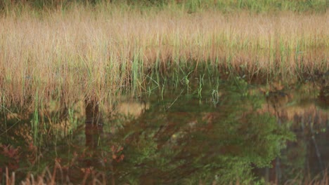 Withered-grass-grows-along-the-edge-of-the-lake-and-in-the-shallow-water,-perfectly-reflected-in-the-mirrorlike-surface