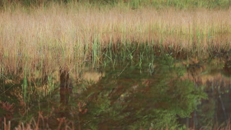 La-Hierba-Seca-Crece-A-Lo-Largo-Del-Borde-Del-Lago-Y-En-Las-Aguas-Poco-Profundas,-Perfectamente-Reflejada-En-La-Superficie-Similar-A-Un-Espejo.