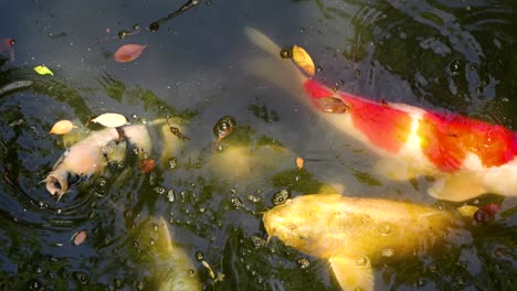 Bunte-Japanische-Koi-Fische-Schwimmen-Aus-Nächster-Nähe-Im-Teich