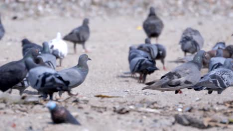 Vögel-Fressen-Verschmutztes-Müllfutter-Vom-Strand-An-Der-Carter-Road,-Mumbai,-Indien