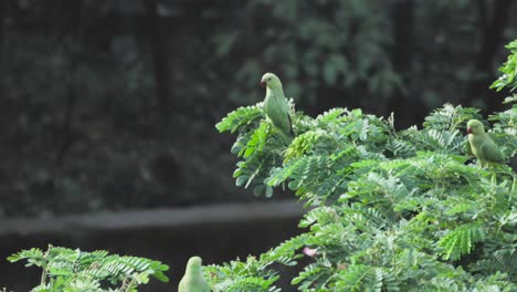 parrots-sitting-on-tree-closeup-view