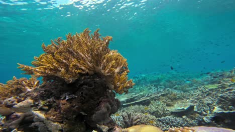 Un-Vibrante-Arrecife-De-Coral-Con-Prominentes-Olas-De-Coral-Brócoli-Con-La-Corriente-Entre-Otras-Formaciones-De-Coral