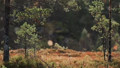 El-Paisaje-Otoñal-De-Los-Humedales-De-La-Tundra-Presenta-Pinos-Viejos-Y-Jóvenes,-Lo-Que-Muestra-La-Diversidad-Del-Ecosistema-Forestal.