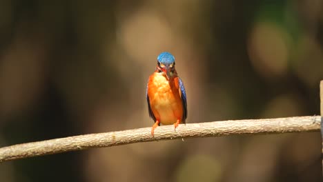 a-Blue-eared-kingfisher-bird-was-perched-on-a-tree-trunk-under-the-bright-sunlight,-then-flew-away
