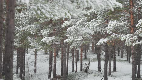 Leichter-Erster-Schneefall-Fällt-Langsam-In-Den-Kiefernwald-Und-Bedeckt-Die-Kiefern-Und-Den-Boden-Mit-Einer-Zarten-Schneeschicht