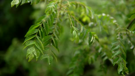 Lush-green-leaves-sway-gently-in-the-breeze,-close-up