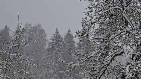 Kiefern-Und-Äste-Bedeckt-In-Einem-Schneesturm,-Grauer-Himmel-Und-Schnee