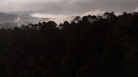 Escena-Aérea-Del-Bosque-Y-La-Niebla.