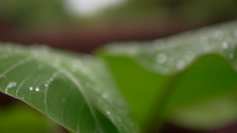 Primer-Plano-De-Hojas-Verdes-Con-Gotas-De-Agua,-Capturadas-En-Un-Ambiente-Exuberante-Y-Vibrante