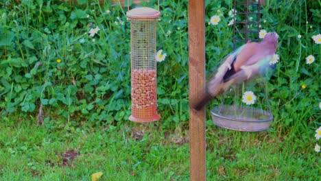 Garrulus-Glandarius,-Eichelhäher-Auf-Einem-Futterhäuschen-In-Einem-Englischen-Landgarten-Mit-Blauen-Flügeln