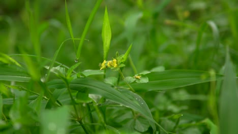 Close-up-of-green-grass-and-small-yellow-flowers-in-a-lush-meadow-on-a-summer-day