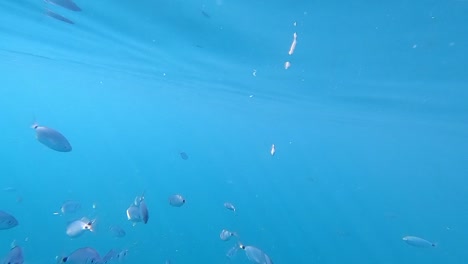 Türkisblaues-Wasser-Unter-Wasser-Klar-Kleine-Aquarienfische