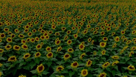 200-Hektar-Gelbe-Sonnenblumen-Blühen-In-Den-Größten-Sonnenblumenfeldern-Von-Maui