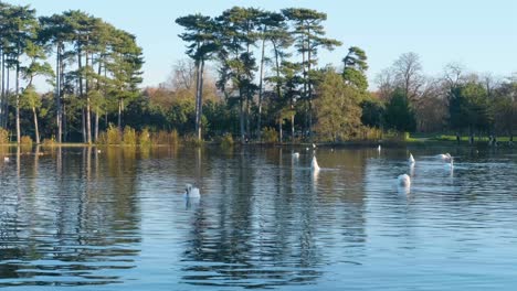 Shot-of-the-swans,-the-fauna-and-flora-of-the-Bois-de-Boulogne-park-in-Paris