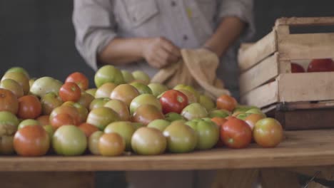 Sorting-fresh,-colorful-tomatoes-on-a-wooden-table,-ready-for-market