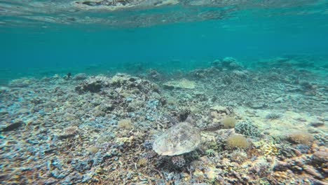 La-Cámara-Sigue-A-Una-Tortuga-Carey-Nadando-Sobre-Un-Arrecife-De-Coral-En-Las-Cristalinas-Aguas-Azules-De-Los-Arrecifes-De-Tubbataha,-Filipinas.