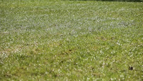 Sunlit-grass-with-the-dynamic-shadow-of-a-spinning-windmill,-capturing-the-subtle-interplay-of-light-and-motion