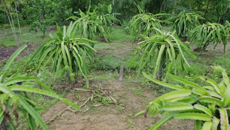 Dragon-fruit-plants-farm-with-waterways,-fruit-covered-in-plastic,-drone-reveal