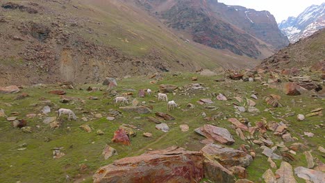 4K-Drohnenaufnahme-Mit-Rückzieher,-Die-Pferde-Zeigt,-Die-Auf-Einem-Felsigen-Himalaya-Berg-Grasen,-Während-Ein-Gletscherfluss-Die-Berge-Hinunterfließt