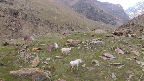 4K-fly-forward-DRONE-shot-of-Horses-grazing-on-rocky-mountain-with-ice-capped-Himalayan-mountain-in-background