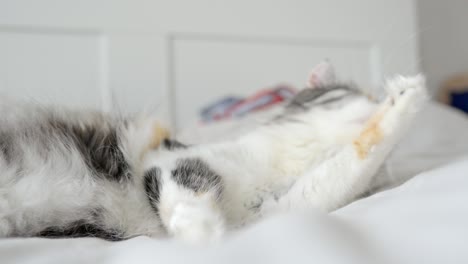 Close-up-of-fluffy-cute-cat-rolling-on-white-sheet-bed,-scratches-head