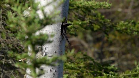 Imágenes-En-Cámara-Lenta-De-Un-Pájaro-Carpintero-Metiendo-La-Cabeza-En-Una-Cavidad-Y-Luego-Lanzando-Astillas-De-Madera-Al-Aire.