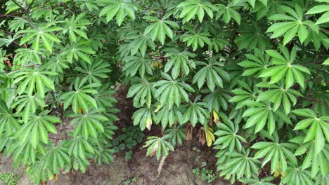 Green-cassava-tree-plants-close-together-on-clay,-closeup,-rural-countryside