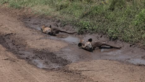 Hyena-rolling-in-the-mud