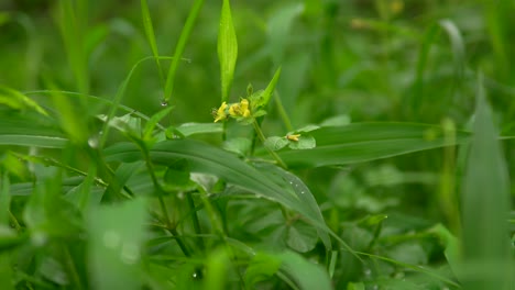 Nahaufnahme-Von-Leuchtend-Grünem-Gras-Mit-Kleinen-Gelben-Blüten-An-Einem-Sonnigen-Tag