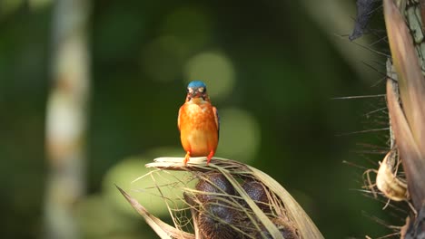 Ein-Blauohr-Eisvogel-Saß-Auf-Einer-Schlangenfrucht-Und-Bereitete-Sich-Auf-Den-Flug-Vor